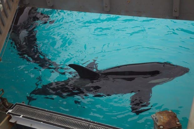 Orca tank at SeaWorld San Diego, 2011.