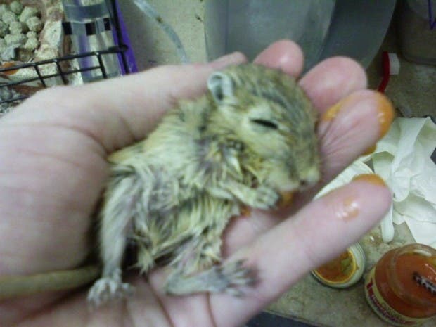 sick gerbil in the investigator's hand