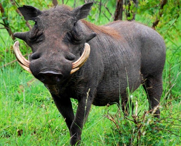 los animales mas feos jabalí