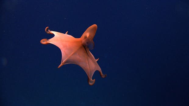 This rare dumbo octopus (Cirrothauma murrayi) is often called the Blind Octopod due to the lack of a lens and reduce retina in its eyes. Its eyes can only really detect light and cannot form images.