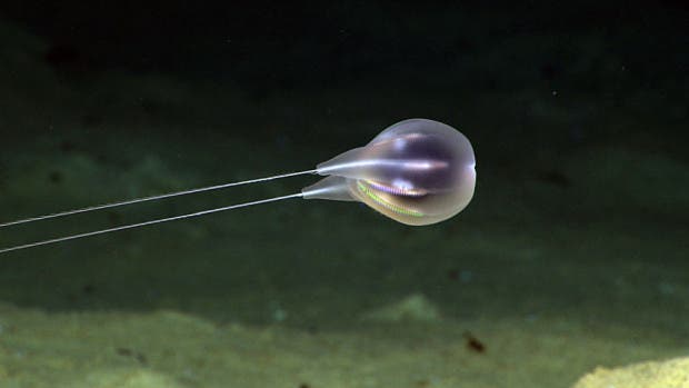 Three of these wonderful animals were seen near the bottom on Dive 1 at about 4000 meters.  With eight rows of ciliated combs along the bottom of the body, and very long tentacles originating from thick tentacle sheaths make this an unusual find.  A similar animal was seen on a ROV dive over the Mid-Atlantic Ridge in 2010.