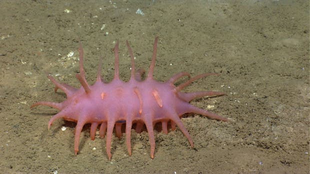 Sea cucumbers are always on of my favorite animals to see on a dive dives, if only because I’m always interested to see that they will look like this time! Internally they are pretty much all the same, but their exterior can be completely see through or a variety of colors; flattened, or spikey, like this one. I am not exactly sure what determines their shape, but there has to be some benefit for each morphology.