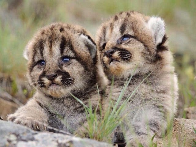 leones-montaña