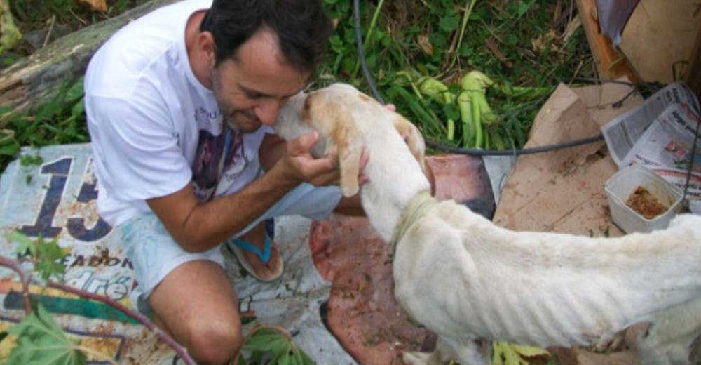 Nadie habría apostado por la salvación de un perro así… ¡Hasta que un milagro se produjo!