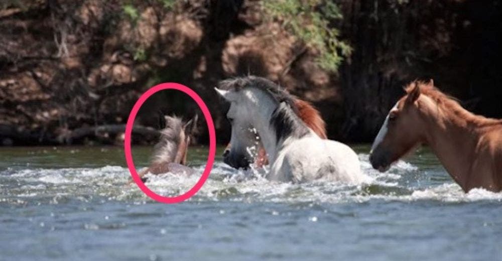 Una potra se estaba ahogando, pero cuando todo parecía perdido, un gran acto de amor la salvó