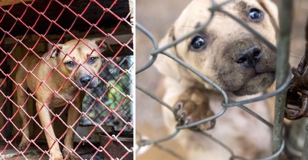 Marcas y heridas en 23 perros prueban lo que hacían con ellos en esa casa