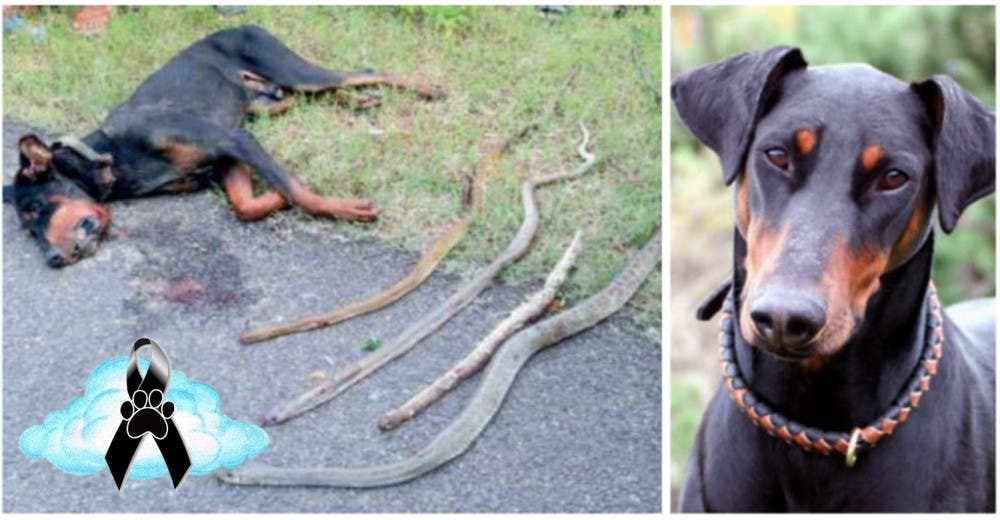 Un perro se sacrifica para salvar la vida de su familia y lloran su partida