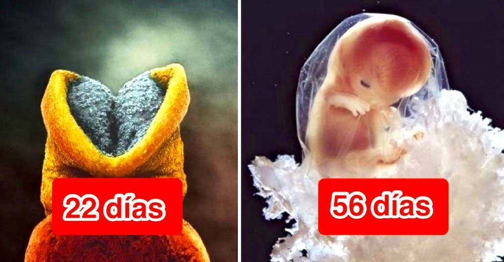 Un fotógrafo conmueve al mundo mostrando cómo se crea la vida humana desde dentro