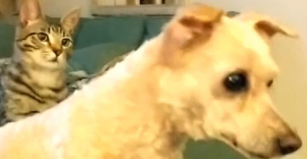 La reacción de este gato al ver cómo regresó su amigo poodle de la peluquería no tiene precio