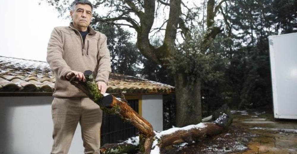 «Me trataron como a un delincuente» – Taló un árbol y lo multaron con 100.000 euros