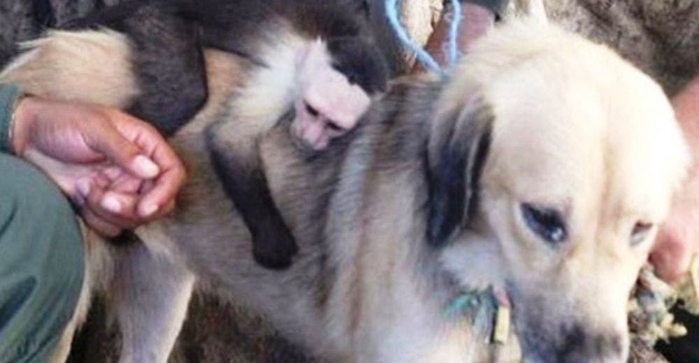 Una perrita callejera adopta a un mono y nadie los ha podido separar – Lección de amor