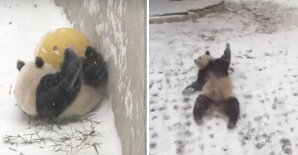 La reacción de este panda al ver la nieve está enloqueciendo las redes