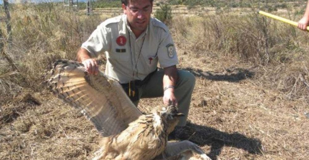 Primera sentencia en España a una compañía por causar la electrocución de un ave imperial