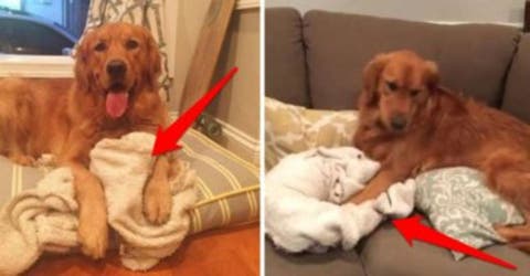 Gus, el perrito que sabe lo que es realmente la comodidad… Lleva su mantita a TODAS partes