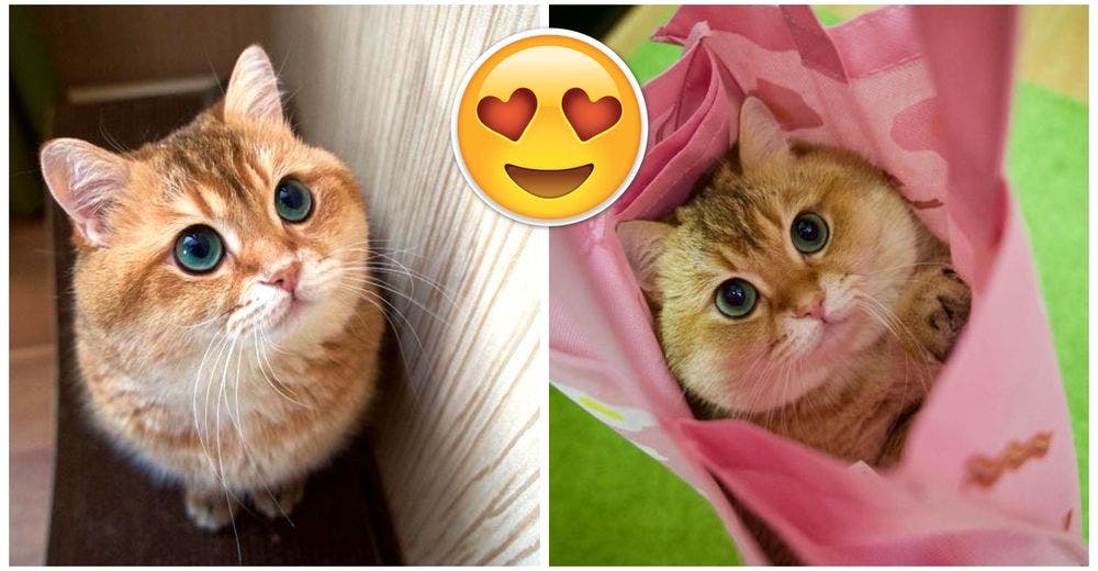 Hosico podría ser el verdadero «gato con botas»… ¿Puedes resistirte a su mirada?