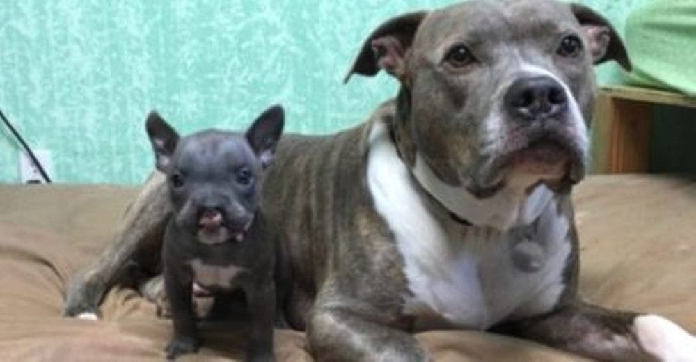 Un diminuto perro de condición especial encuentra el mejor hermano mayor que lo ayudará a crecer