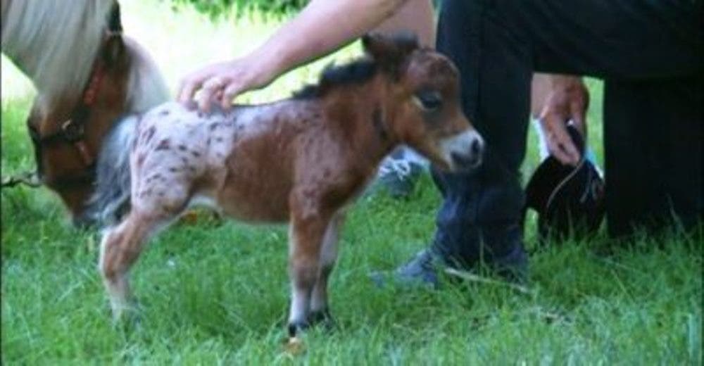 Así es el caballo más pequeño del mundo… y lo están preparando para las cosas más grandes