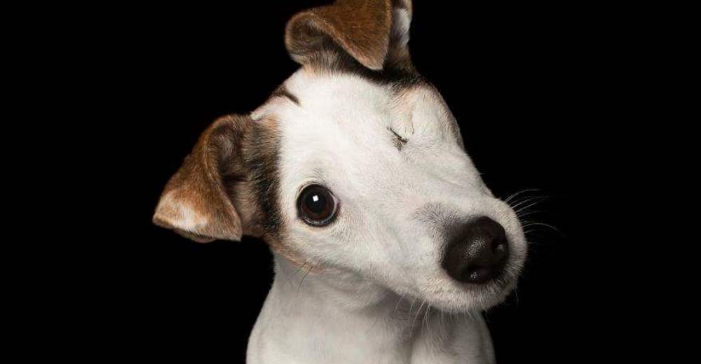 Varios perritos con discapacidades son fotografiados para mostrar lo «perfecto de lo imperfecto»