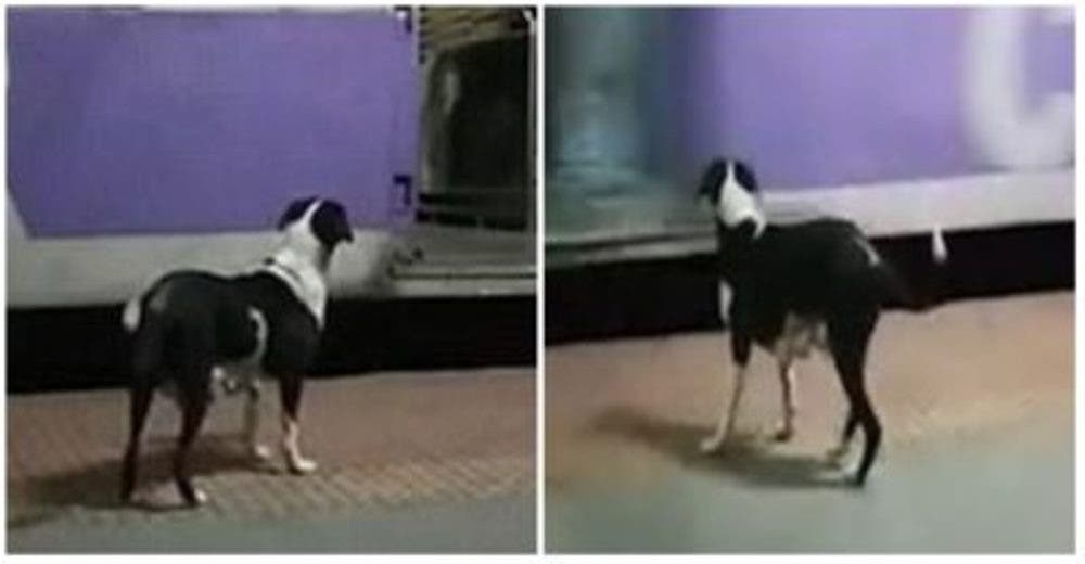 La desgarradora escena de la perrita que espera noche tras noche al mismo tren