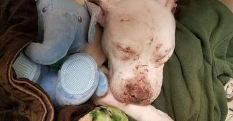 Un perrito rescatado encuentra consuelo en su primer juguete y deja el sufrimiento en el pasado