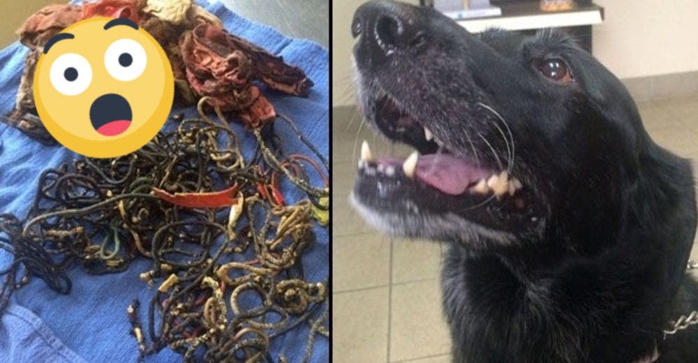 Así encontraron 62 pulseras y 8 prendas de ropa interior en el estómago de un labrador