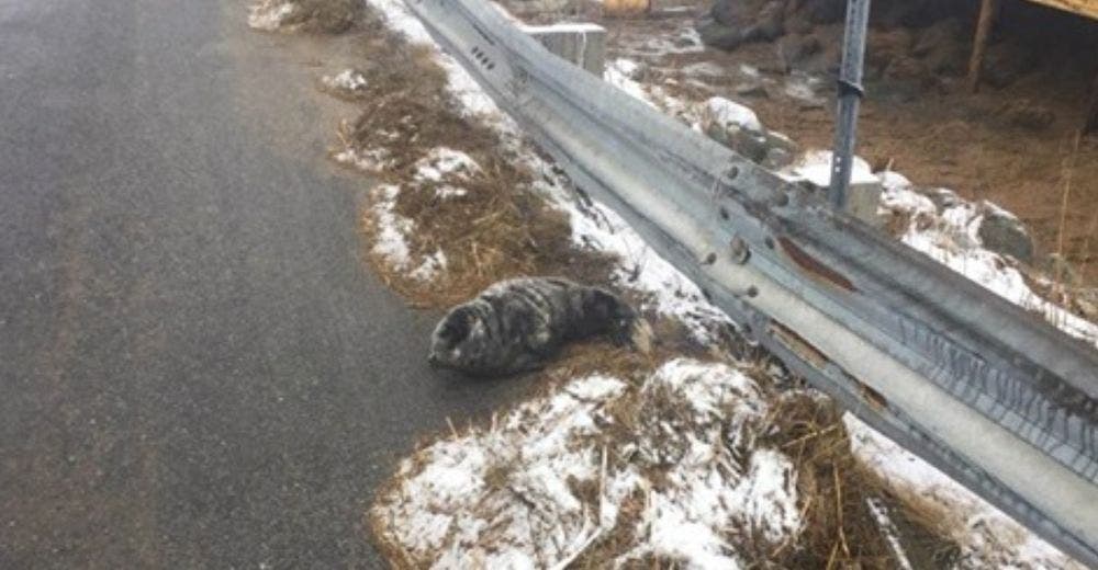 Un hombre divisa un bulto extraño en la carretera y se da cuenta que todavía está vivo