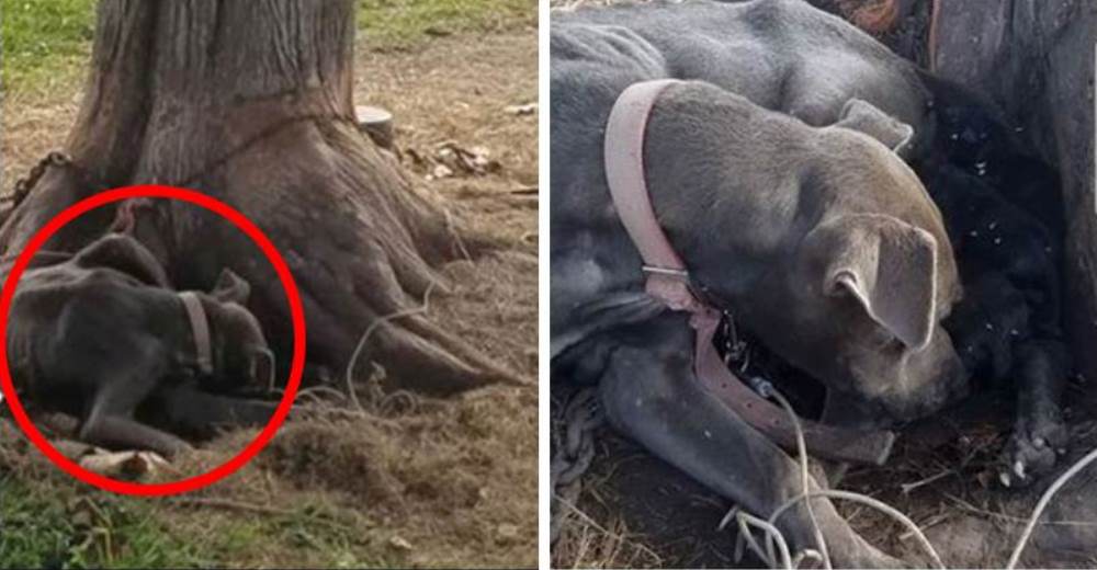 Encuentran a esta perrita encadenada a un árbol para morir, pero les da una gran lección de amor