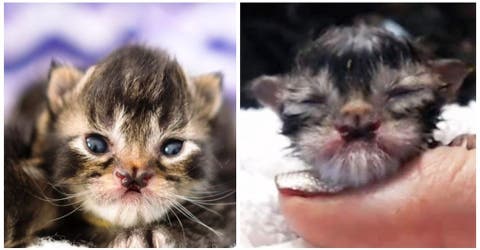 Un débil gatito nacido con nariz en forma de mariposa, se convierte en el felino más majestuoso