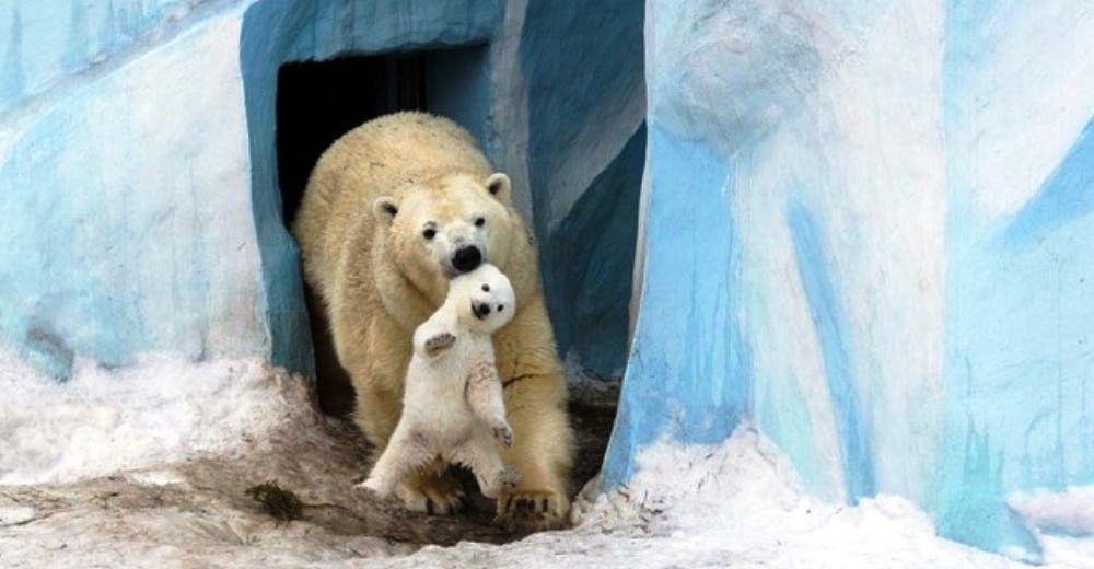 25 momentos imperdibles entre padres e hijos en la vida animal – ¡No puedo con tanta ternura!