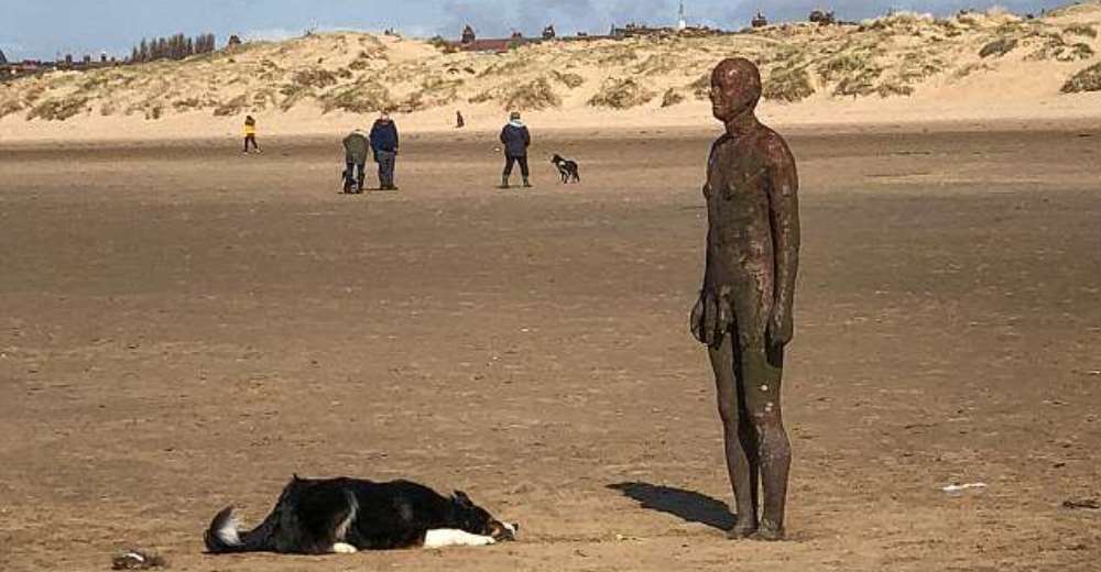 Este desconcertado perrito no entiende por qué la estatua se niega a jugar a la pelota con él