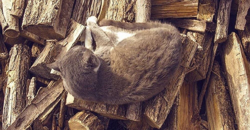 El tierno relato de una niña sobre su «gato que se creía leña», revoluciona las redes