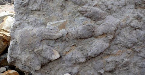 El increíble hallazgo de docenas de huellas de dinosaurio jamás vistas impacta a los científicos