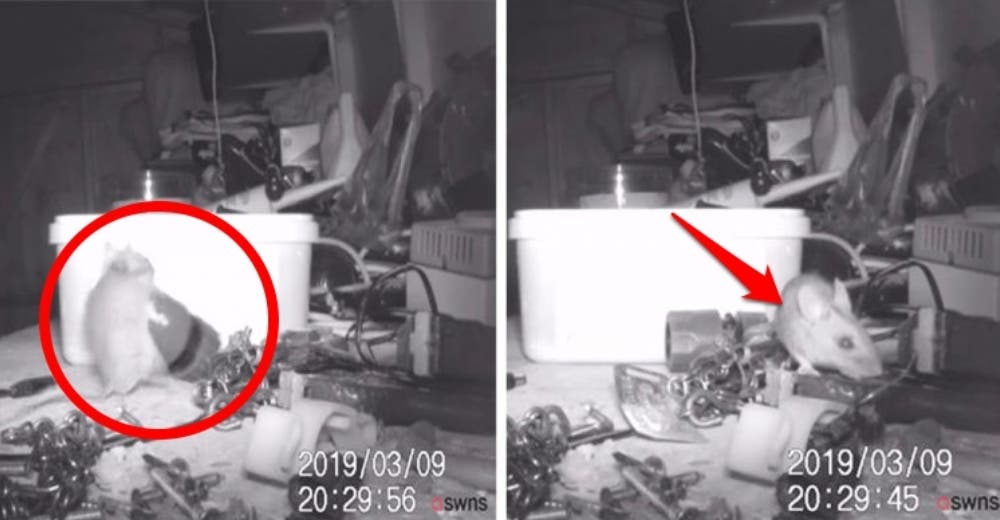 Una grabación revela que el «fantasma» que ordenaba cada noche sus herramientas era un ratón