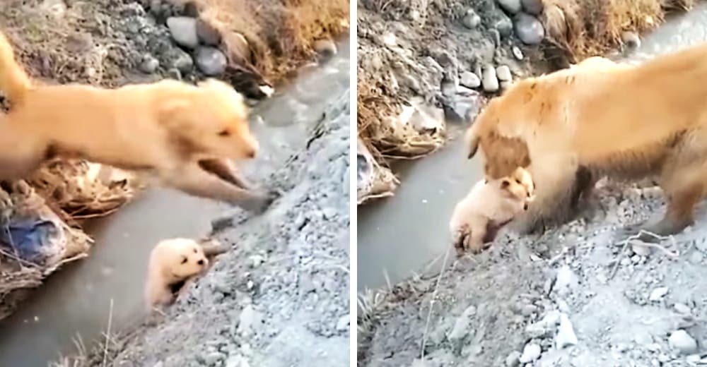 Una amorosa madre lucha sin descanso hasta que salva a su cachorrito en el fondo de una zanja