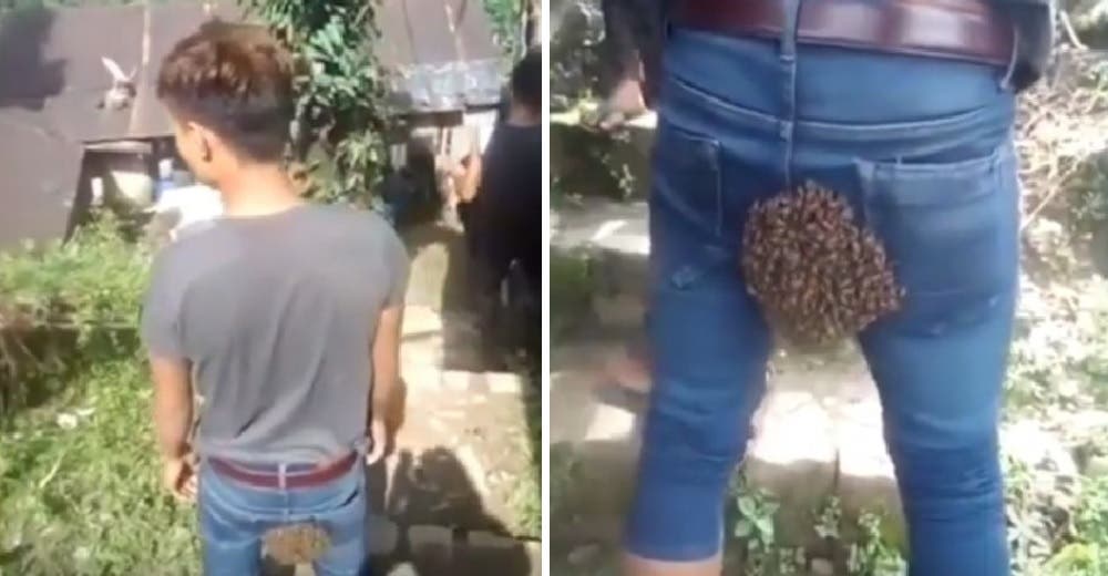 Queda atónito al ver que todo un enjambre de abejas se aferra rápidamente a su pantalón