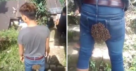 Queda atónito al ver que todo un enjambre de abejas se aferra rápidamente a su pantalón