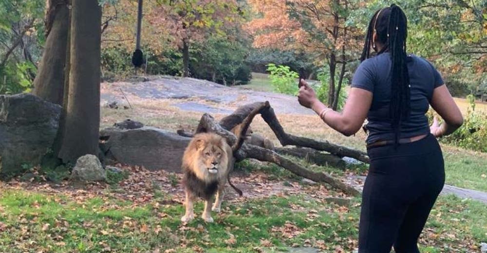 Graban el aterrador momento en el que una mujer saltó para meterse a la fosa de los leones