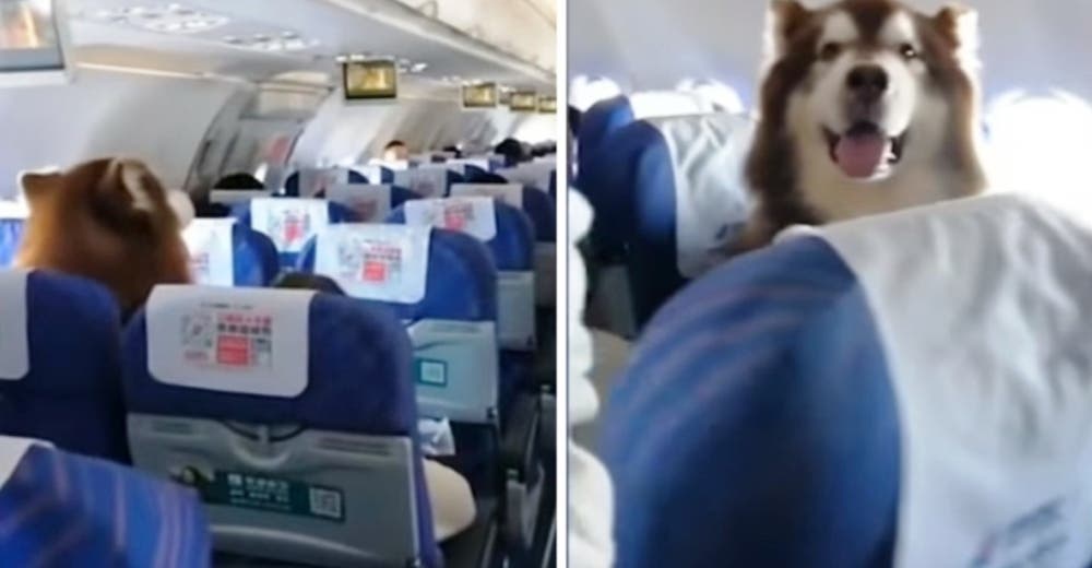 Permiten que un perro de servicio viaje con su dueño y se porta mejor que los demás pasajeros