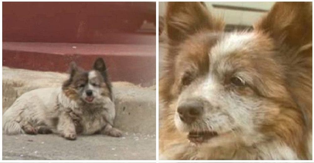 Una leal perrita espera desde hace 10 años a los dueños que un día le dijeron «quédate aquí»